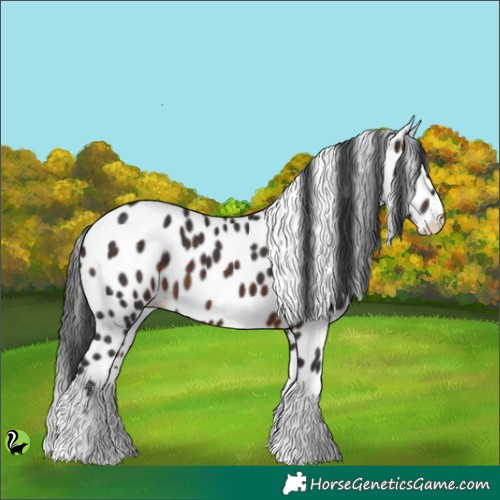 Horse Color:White Spotted Brown Appaloosa 