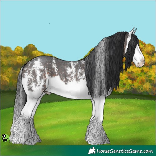 Horse Color:Brown Sabino Splash 