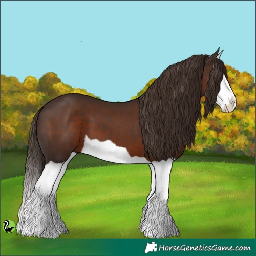 Horse Color:Liver Chestnut Splash 