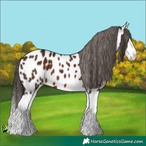 Horse Color:White Spotted Liver Chestnut Splash Appaloosa 