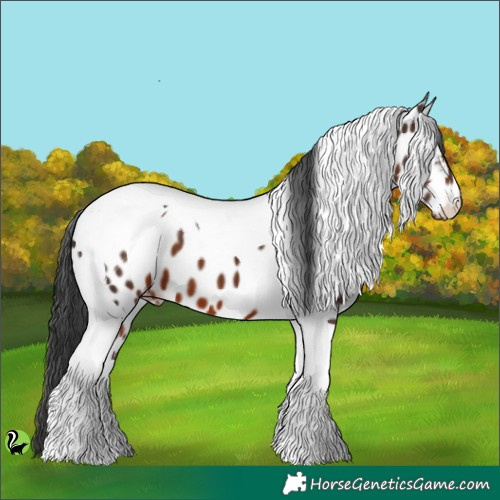 Horse Color:Brown Tobiano Appaloosa 