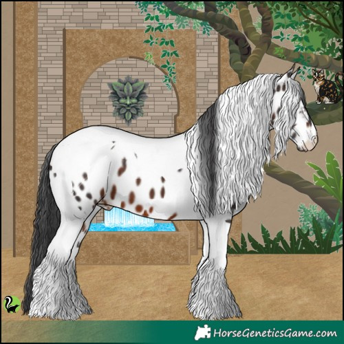 Horse Color:Brown Tobiano Appaloosa 