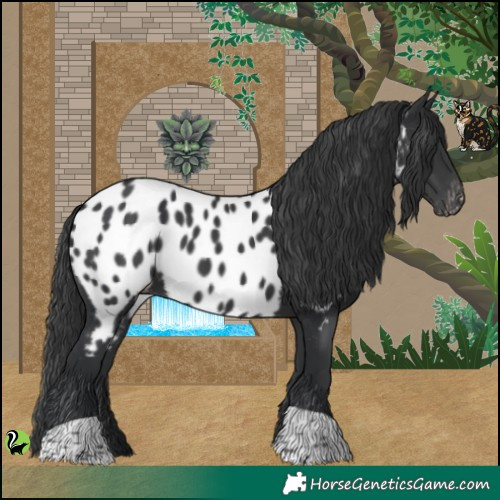 Horse Color:Black Appaloosa 