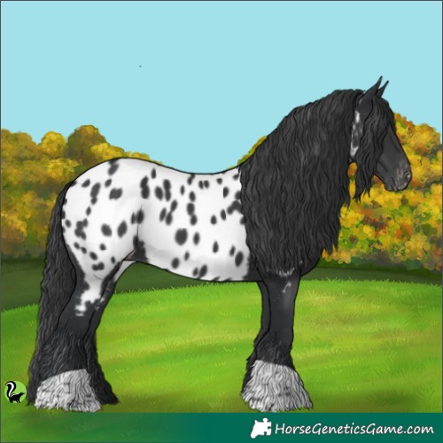 Horse Color:Black Appaloosa 