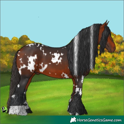 Horse Color:White Spotted Bay 