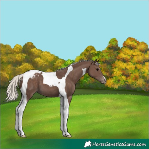 Horse Color:Silver Black Tobiano Blanket 