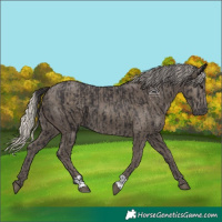 Horse Color:Smoky Black and Silver Smoky Black