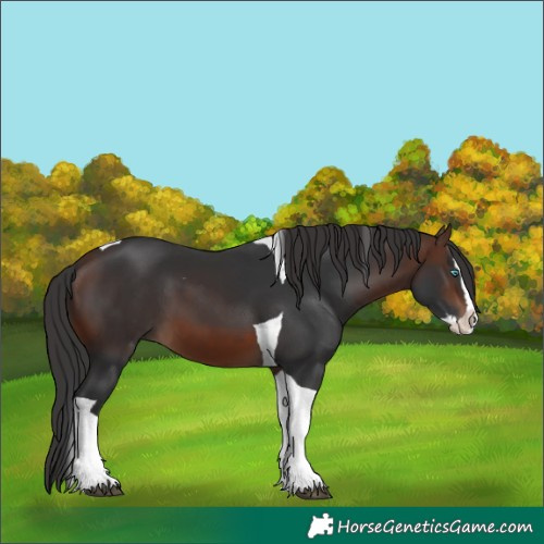 Horse Color:Brown Splash Tobiano 
