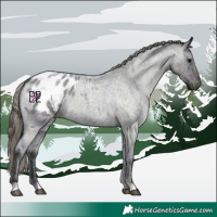 Horse Color:Midnight Grullo Ice Roan Appaloosa 