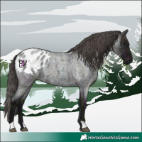Horse Color:Midnight Grullo Ice Roan Appaloosa
