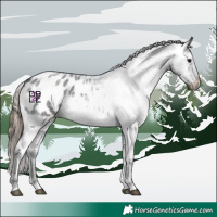 Horse Color:Midnight Grullo Ice Roan Appaloosa