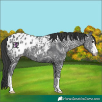 Horse Color:Black Ice Appaloosa