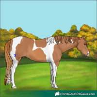 Horse Color:Chestnut Tobiano 