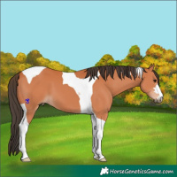 Horse Color:Bay Tobiano 