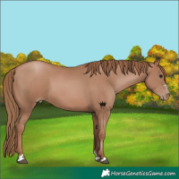 Horse Color:Black Pearl 