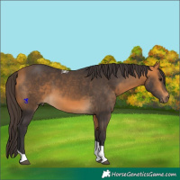 Horse Color:Buckskin Tobiano 
