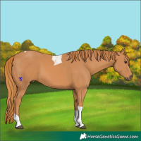 Horse Color:Chestnut Tobiano 