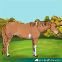 Horse Color:Chestnut Tobiano 