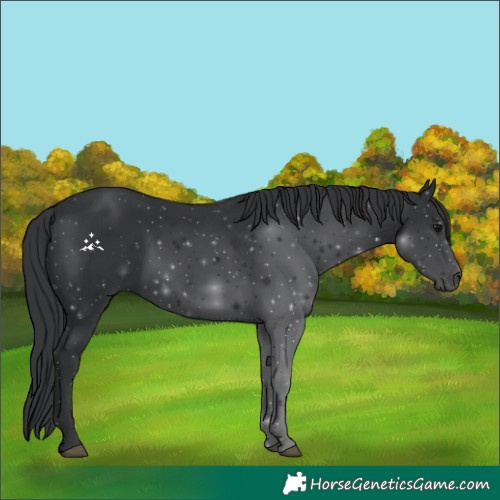 Horse Color:Black 