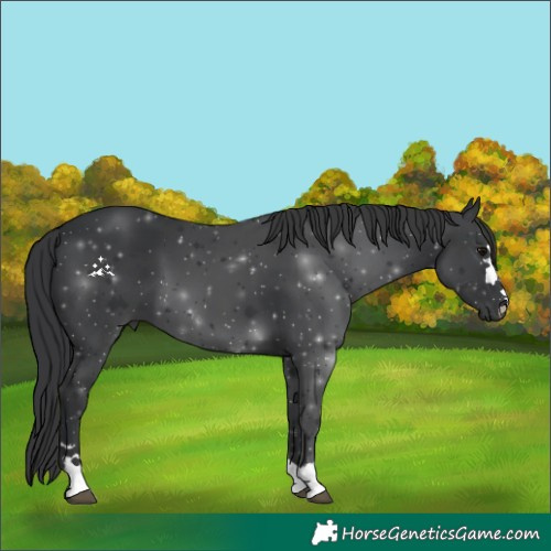 Horse Color:Black 