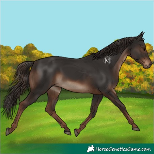 Horse Color:Liver Chestnut 