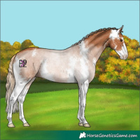 Horse Color:Chestnut Sabino