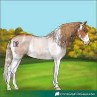 Horse Color:Chestnut Sabino