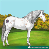 Horse Color:White Spotted Bay Sabino