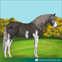 Horse Color:Gray Silver Black Sabino 