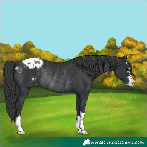 Horse Color:Black Appaloosa Rabicano 