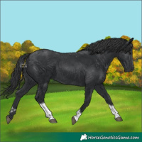 Horse Color:Black Tobiano 