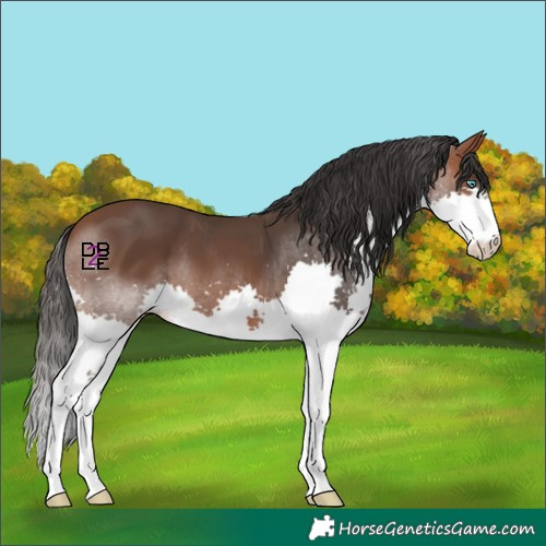 Horse Color:Bay Splash 