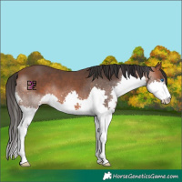 Horse Color:Bay Splash 