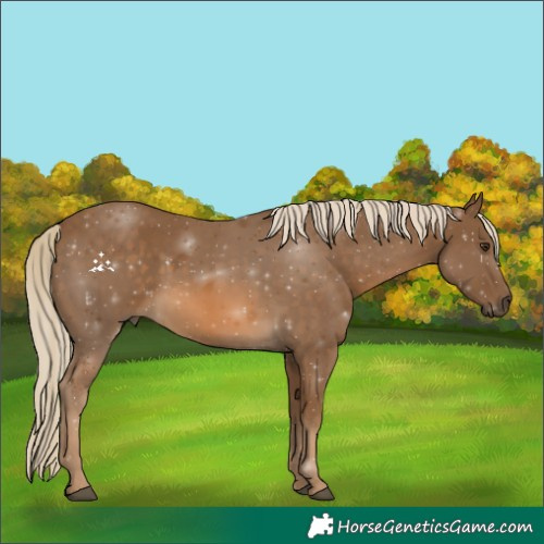 Horse Color:Chocolate Palomino 