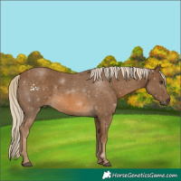 Horse Color:Chocolate Palomino 
