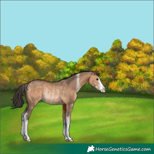 Horse Color:Bay Dun Sabino Rabicano 
