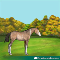 Horse Color:Bay Dun Sabino Rabicano 