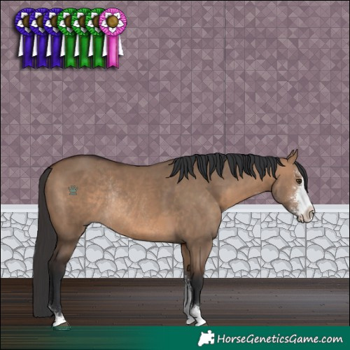 Horse Color:Brown Dun Sabino Rabicano 
