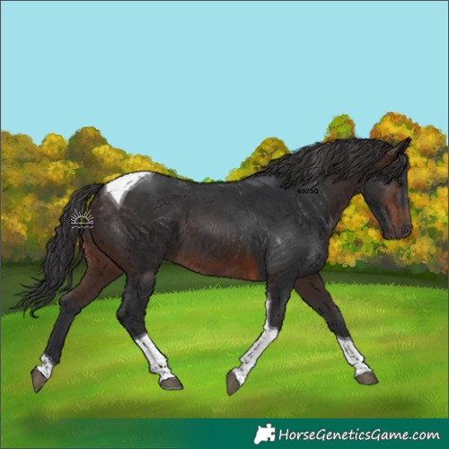 Horse Color:Brown Tobiano