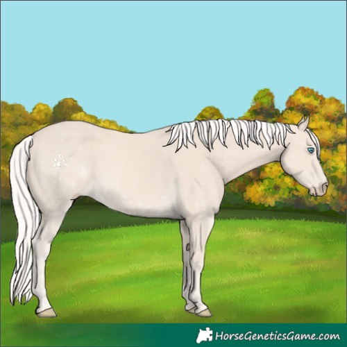 Horse Color:Cremello 