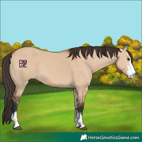 Horse Color:Bay Dun Sabino
