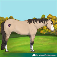 Horse Color:Bay Dun Sabino 