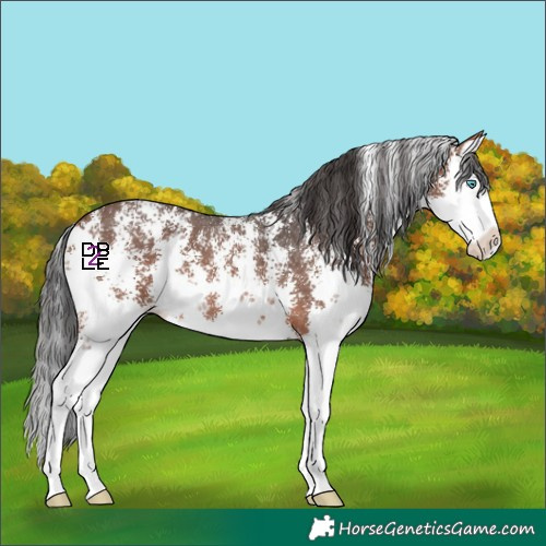 Horse Color:Brown Sabino Splash 