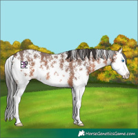 Horse Color:Brown Sabino Splash 
