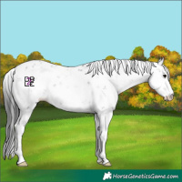 Horse Color:Grullo Sabino 