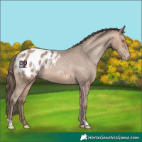 Horse Color:Sable Champagne Appaloosa 