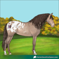 Horse Color:Sable Champagne Appaloosa 