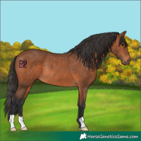 Horse Color:Bay Rabicano 