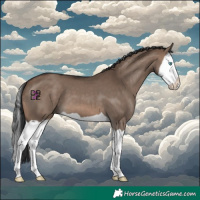 Horse Color:Brown Dun Splash 