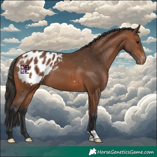 Horse Color:Bay Appaloosa 